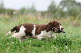 SPRINGER SPANIEL 066